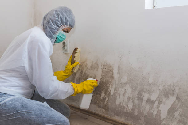 Mold Testing and Removal in Langley, WA