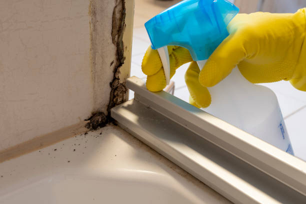 Crawl Space Mold Removal in Langley, WA